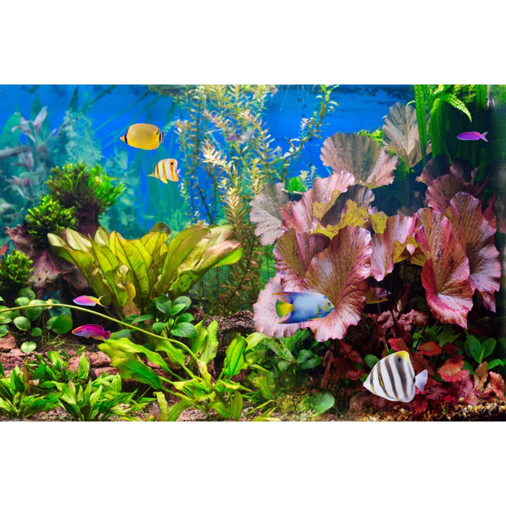 Under Sea Seabed World Photogr – обзор и цена Aquarium Marine World