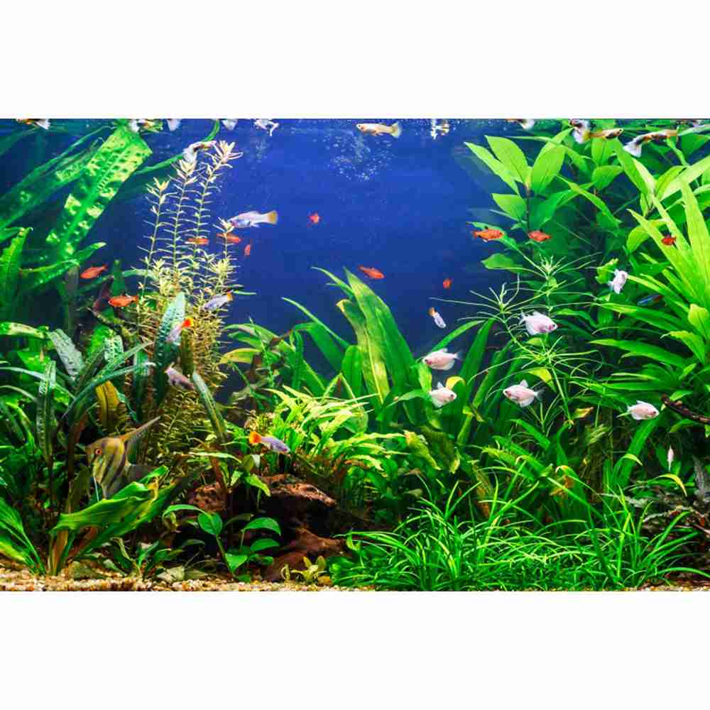 Underwater World Seabed Photog – обзор и цена Aquarium Marine World